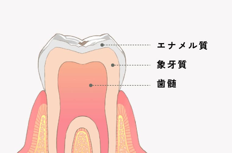エナメル質・象牙質・歯髄
